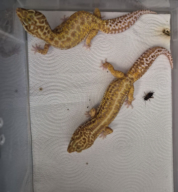 male an female leopard gecko for sale