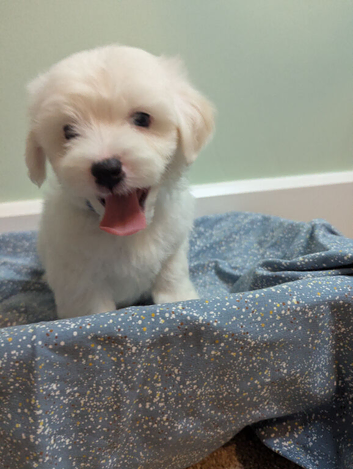 Fluffy Maltese Babies Looking for Loving Homes &ndash; Ready Mid-June!
