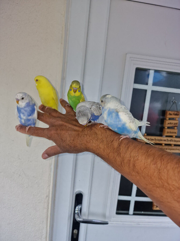 Super silly hand tamed budgies