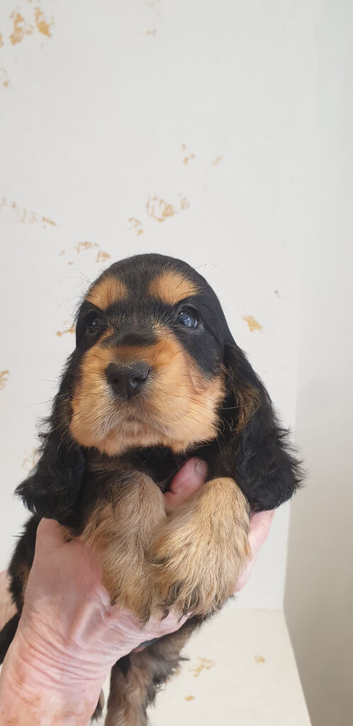 K.C Show line Cocker Spaniel puppies