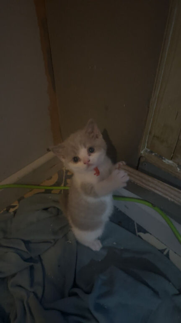 Full Britishshort kittens 2 boy 1 girl