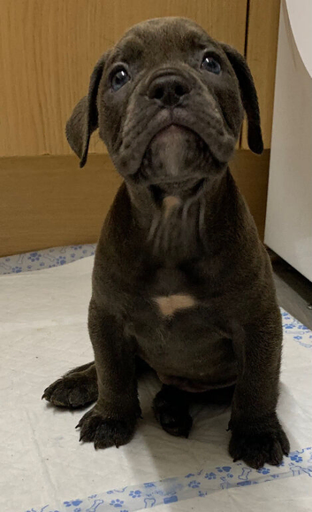 Old English bulldog puppy&rsquo;s looking for forever homes