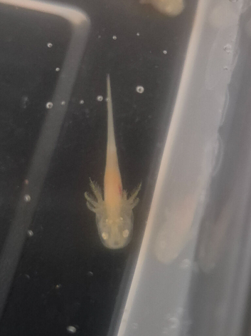 Baby Axolotls