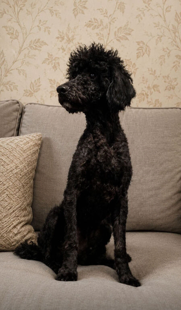 Lovely 2 year old male toy poodle