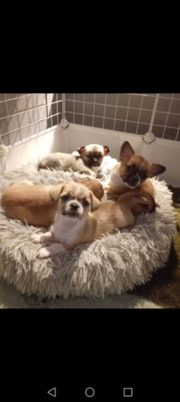 Chihuahua x Pug x Shih Tzu