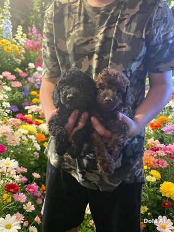 Toy poodles