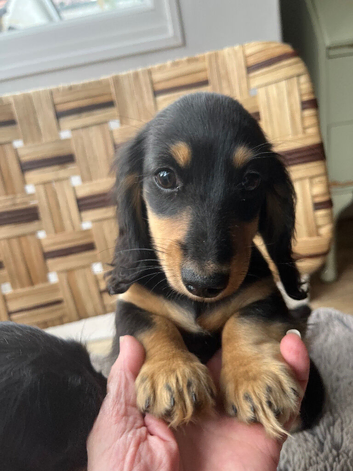 Kc reg. ONLY ONE LEFT NOW REDUCED. Petite size long haired dachshund puppies highly dna tested parents low coefficient %