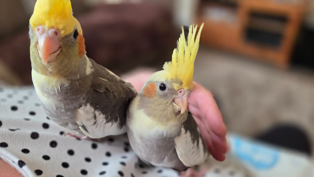 2 baby cockatiels hand tamed available