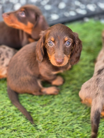 Miniature Dachshund