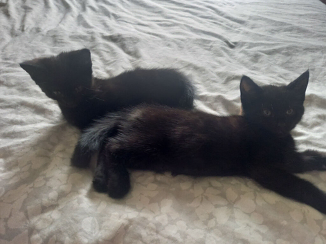 2 x Black KITTENS