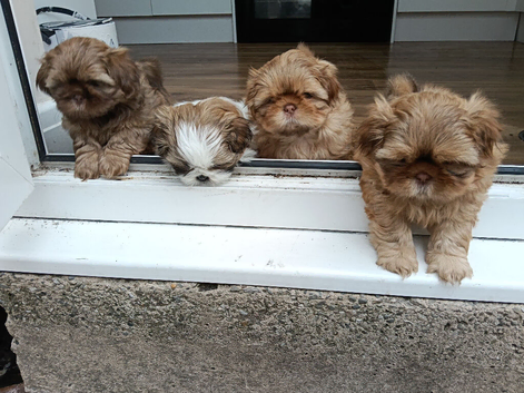 Imperial Shih Tzu Puppies