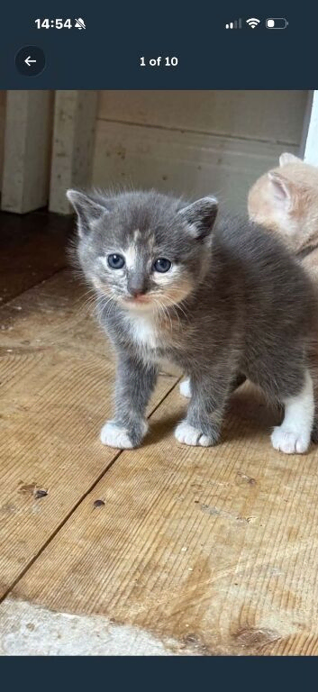 THREE BEAUTIFUL KITTENS