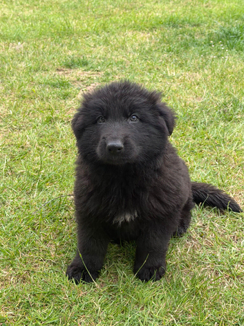 German shepherd puppies