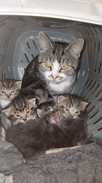Beautiful cross kittens