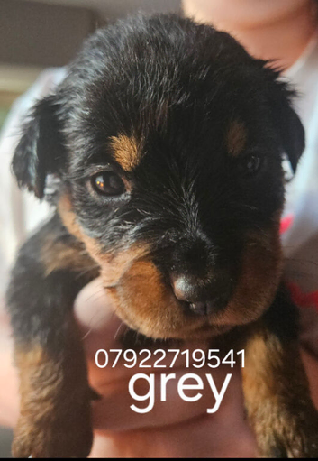 Last  female rottweiler puppy left kc reg