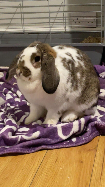 Female rabbit