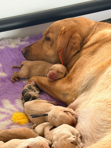 Yellow/dark yellow Labradors