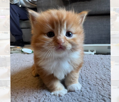 Ragdoll Mix kittens