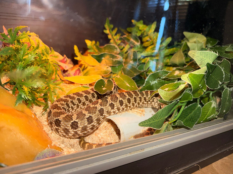 Hognose + vivarium
