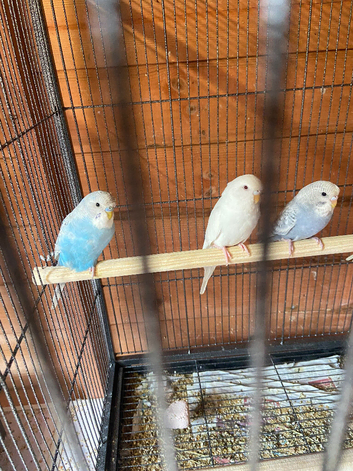 Budgies babies nice budgies