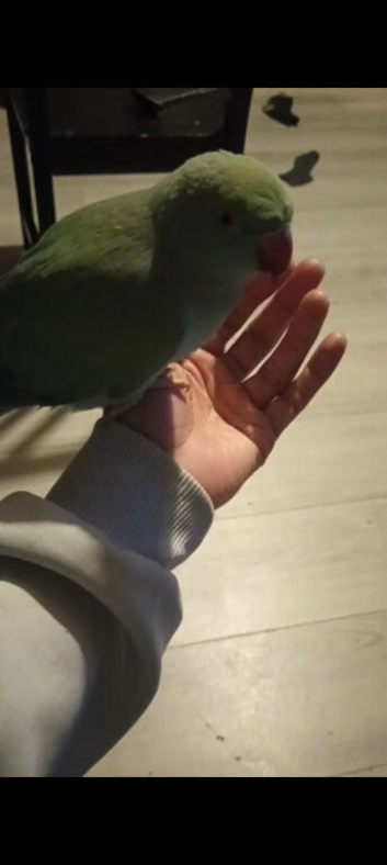 Indian ringneck 2 years old