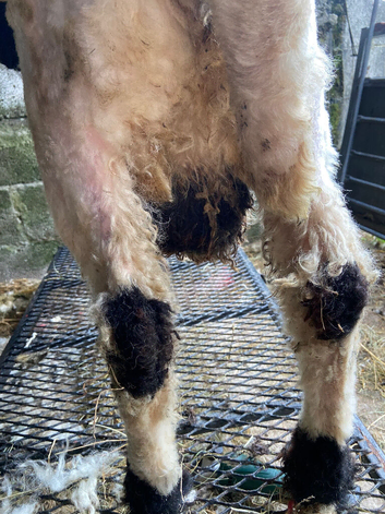 Valais blacknose ram lamb fully registered
