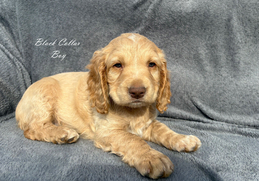 Gorgeous KC reg Cocker Spaniel pups (working type)