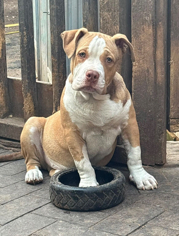 ABKC American pocket bully's