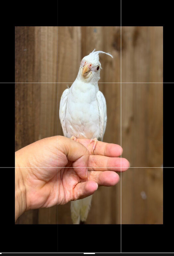 Cockatiel parrot