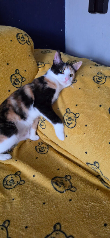 Calico girl