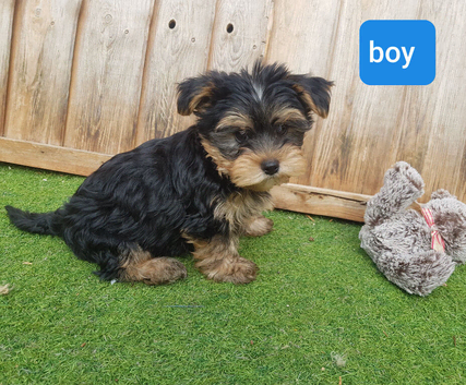 Yorkshire terrier 1 boy puppies