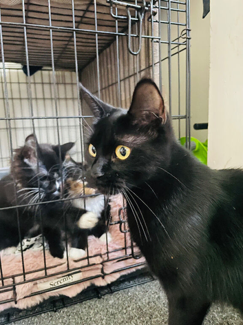 3 beautiful boys looking for their forever homes