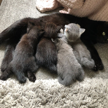 3 gorgeous kitties