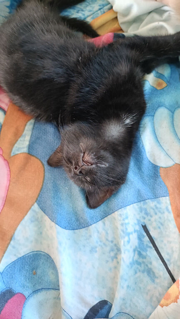 Cat's