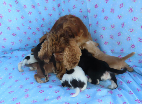 Beautiful Cocker Spaniel Puppies