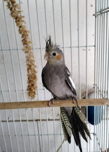Normal Male Cockatiel