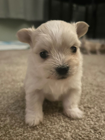 Malchi puppies