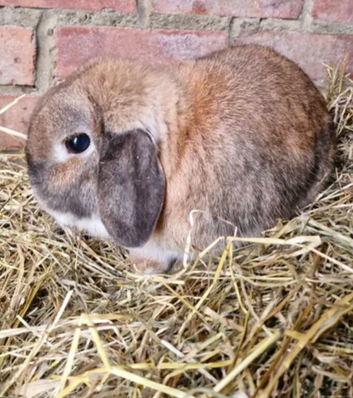 4year old dwarf/mini lop buck