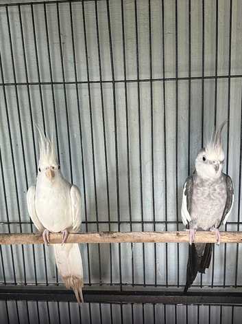Pair of coctail