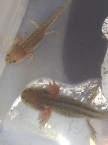 Baby axolotl 3 left wild type