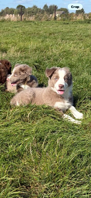 Beautiful Border Collie puppies for sale