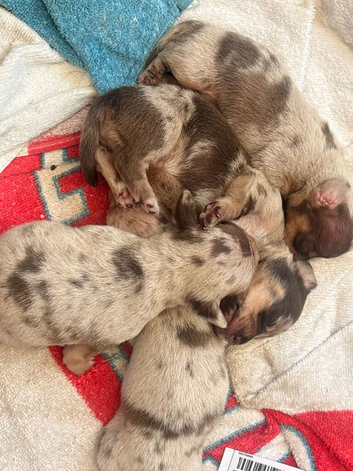 Beautiful litter of chocolate dapple miniature dachshund x chihuahua chiweenies (Merle)