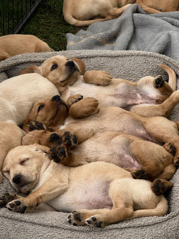 Stunning Cockerdors - ALL NOW RESERVED