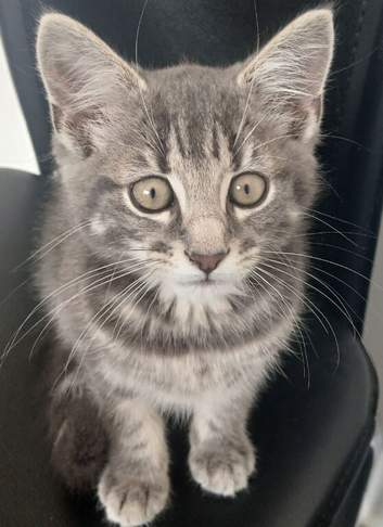 Mix Kitten 4 sale