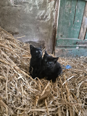 Black kittens looking for loving homes