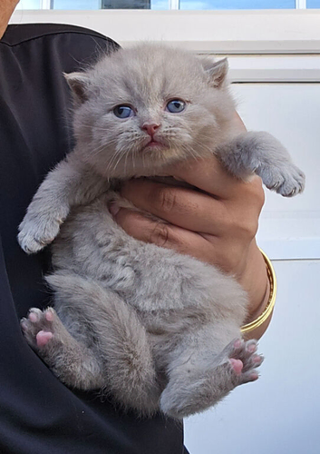 GCCF Registered Lilac British Shorthair