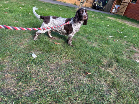 6 year Old cocker spaniel female rehome