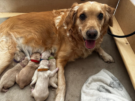 Golden Retriever Puppies
