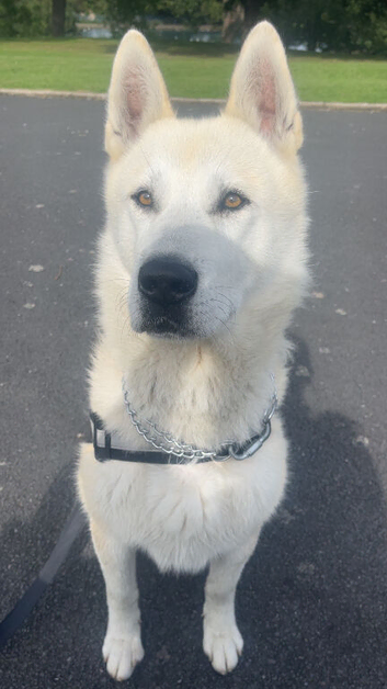 Heavily leaned Akita cross husky