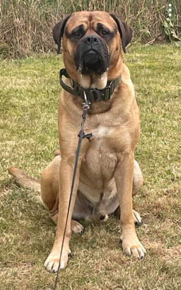 Bullmastiff stud
